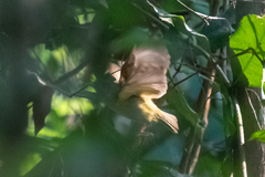 Euscarthmus fulviceps