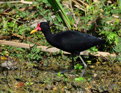Jacana jacana
