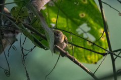 Euscarthmus fulviceps