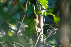 Euscarthmus fulviceps