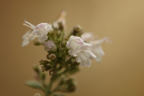 Whiteleaf Savory (Micromeria fruticosa)