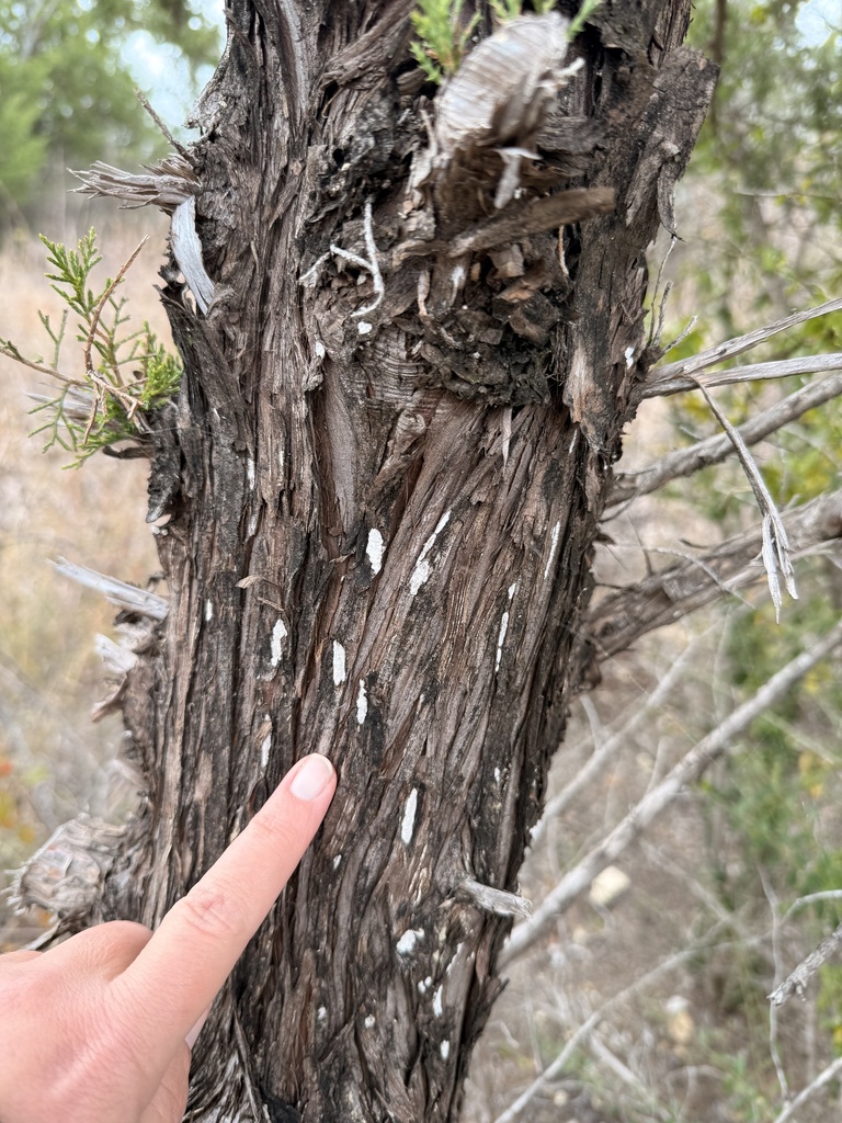 Dendrothele nivosa · December 2025 · photo: © ashleyrsteel (iNaturalist, cc-by)
