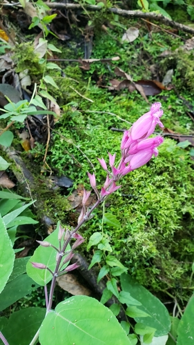 Image of Salvia involucrata by (c) Leonardo O. Alvarado Cárdenas, some rights reserved (CC BY)