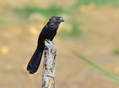 Crotophaga ani