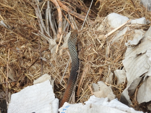 Lesser Black Whipsnake sighting