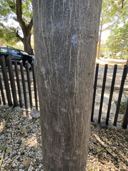 Blighia sapida