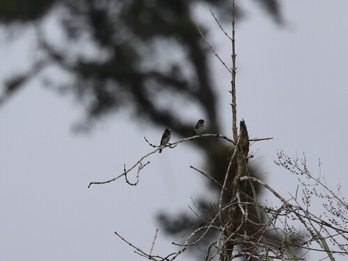 Black-and-white Seedeater (Sporophila luctuosa), photo 4