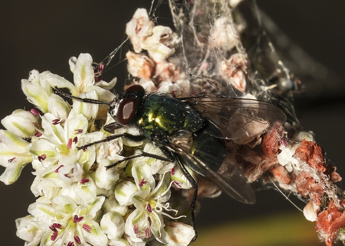 Unknown species found near Umtanum Creek Rec Site, Kittitas County, WA, USA