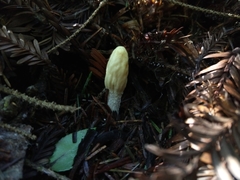 Trichoderma leucopus