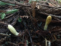 Trichoderma leucopus