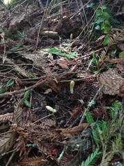 Trichoderma leucopus