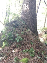 Trichoderma leucopus