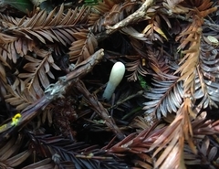 Trichoderma leucopus