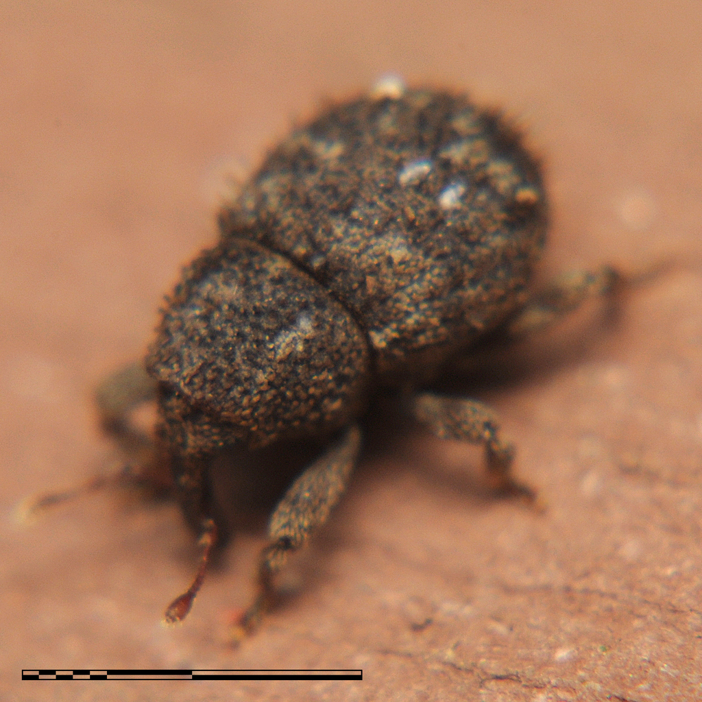 Echinodera brisouti