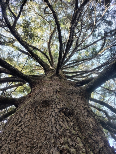 Abies religiosa, photograph 4