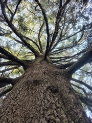 Abies religiosa, photograph (c) Lucas Kaminski, some rights reserved (CC BY)