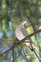 Streptopelia decipiens