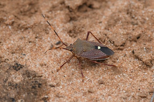 Poecilometis vermiculatus