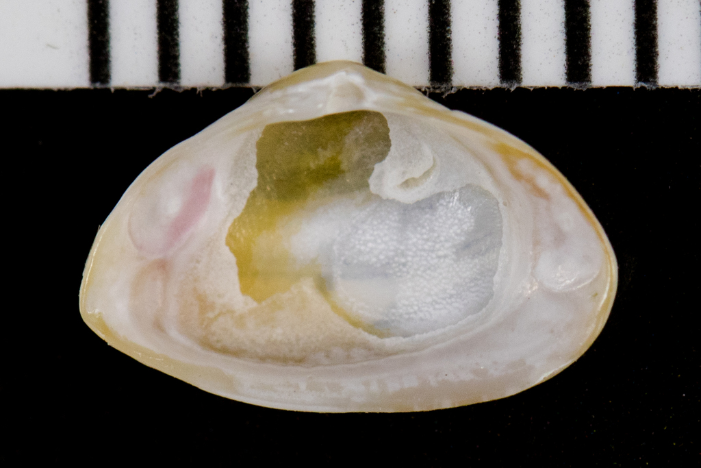 Caryocorbula luteola