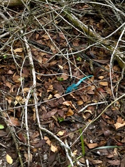 Cnemidophorus arubensis