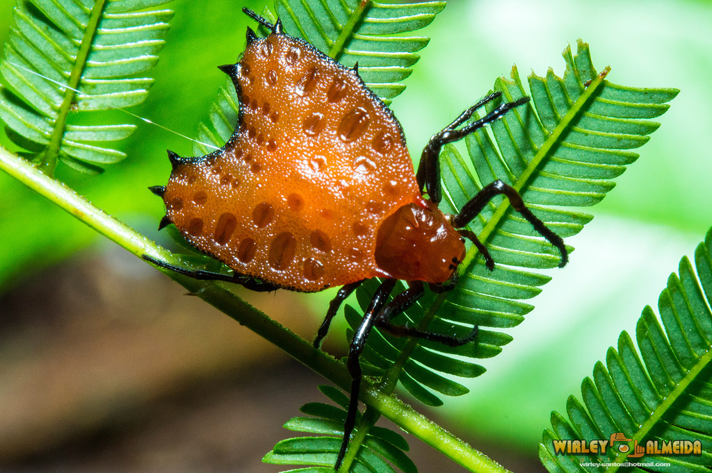 Thorned Heart Orbweaver from Serra do Navio - AP, 68948-000, Brasil on ...
