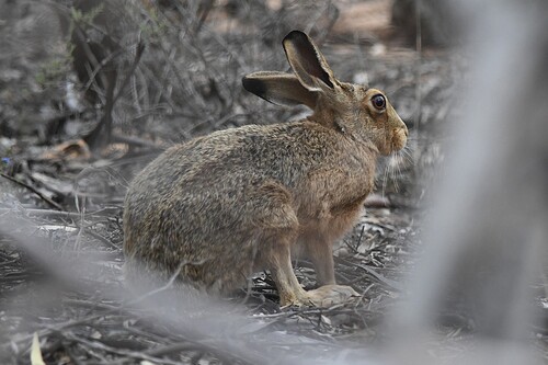 Brown Hare