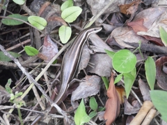 Aspronema dorsivittatum