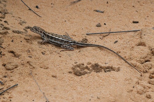 Southern Mallee Dragon