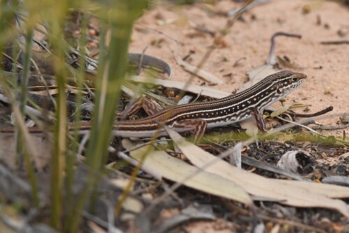 Pale-rumped Ctenotus