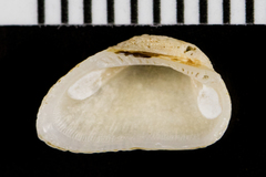 Acar bailyi