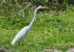 Ardea alba