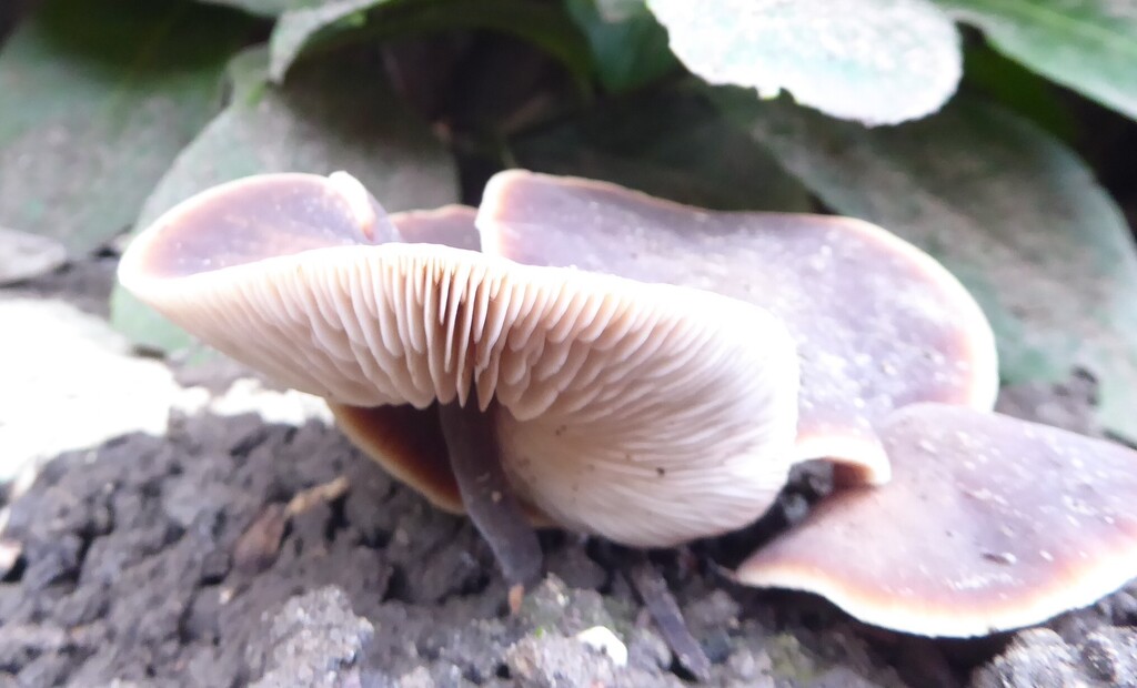 Macrocystidia cucumis · December 2025 · photo: © notonectaneta (iNaturalist, cc0)