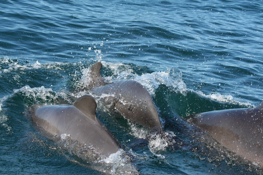 Group of long-finned pilot whales swimming at the surface