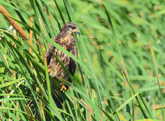 Rostrhamus sociabilis