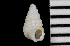 Peristichia