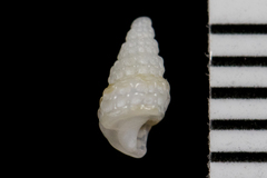Peristichia