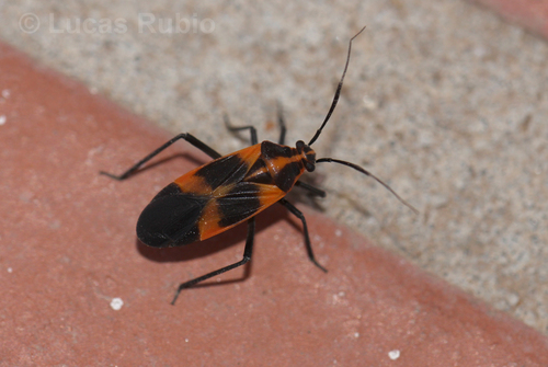 Prepops platensis