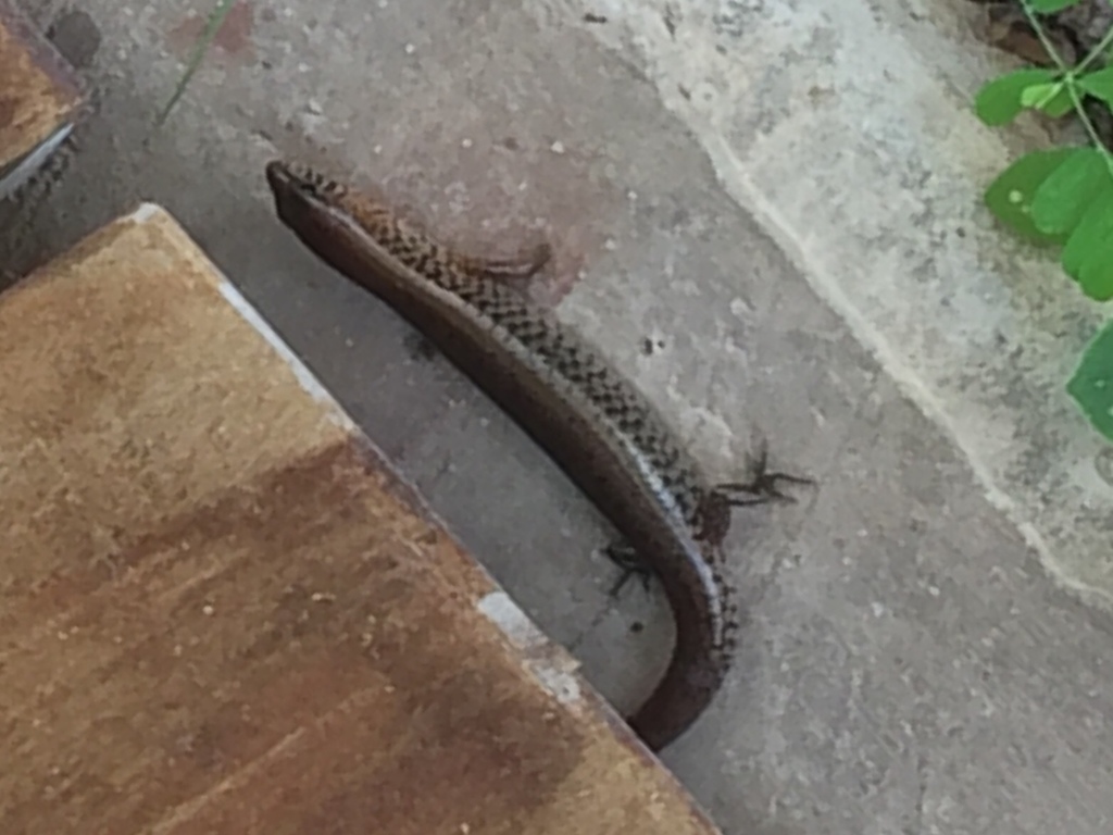 Endeavour River Litter Skink