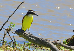 Pitangus sulphuratus