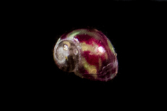 Eulithidium pulloides
