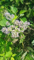 Aristeguietia lamiifolia