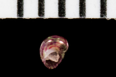 Eulithidium pulloides