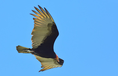 Cathartes burrovianus