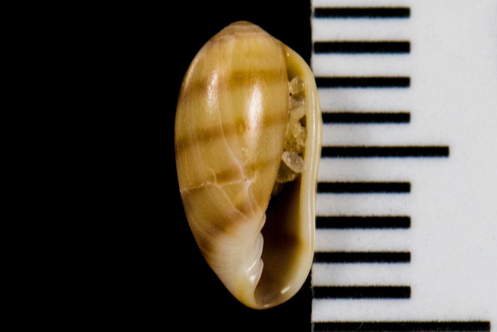 California Marginella