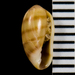 California Marginella - Photo (c) BJ Stacey, some rights reserved (CC BY-NC), uploaded by BJ Stacey