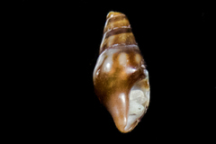 Pseudomelatomidae