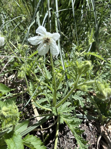Caiophora clavata (Caiophora clavata)