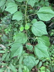 Gmelina philippensis