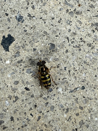 Unknown species found near Hilton Head Island, SC, USA