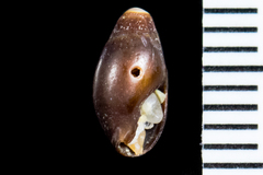 Atrimitra idae